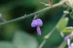 Desmodium